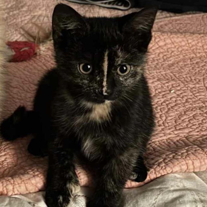 Peppermint Patty, Adoptable, Kitten Female Tortoiseshell.
