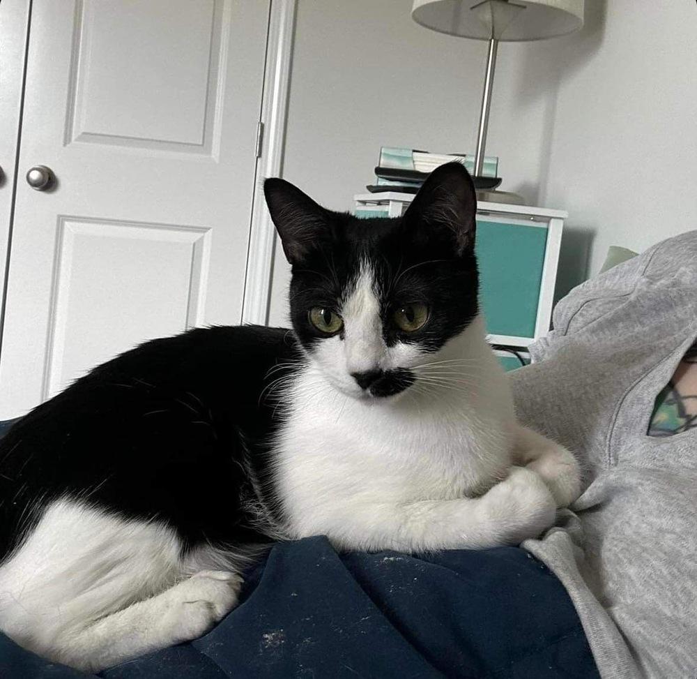 Suki, Adoptable, Young Female Domestic Short Hair.