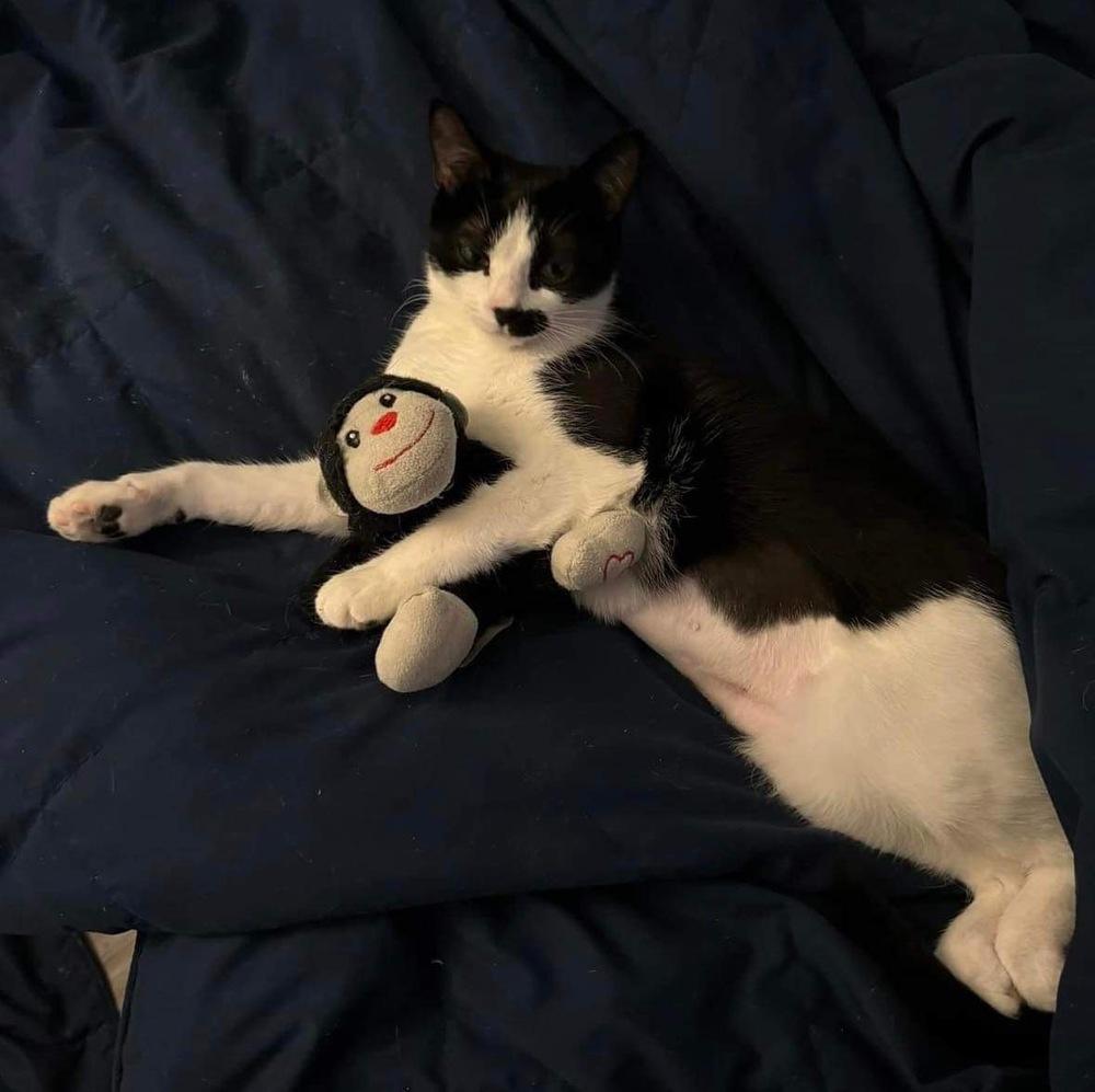 Enlarge Suki, a Adoptable Domestic Short Hair in Raleigh, NC image 2/6