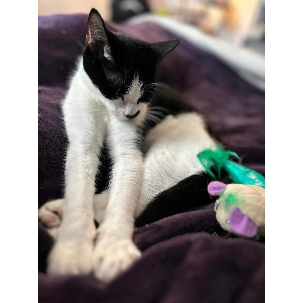 Enlarge Suki, a Adoptable Domestic Short Hair in Raleigh, NC image 3/6