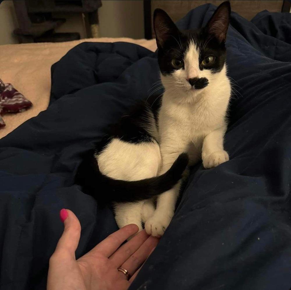 Enlarge Suki, a Adoptable Domestic Short Hair in Raleigh, NC image 4/6