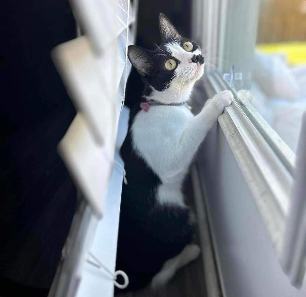 Enlarge Suki, a Adoptable Domestic Short Hair in Raleigh, NC image 5/6