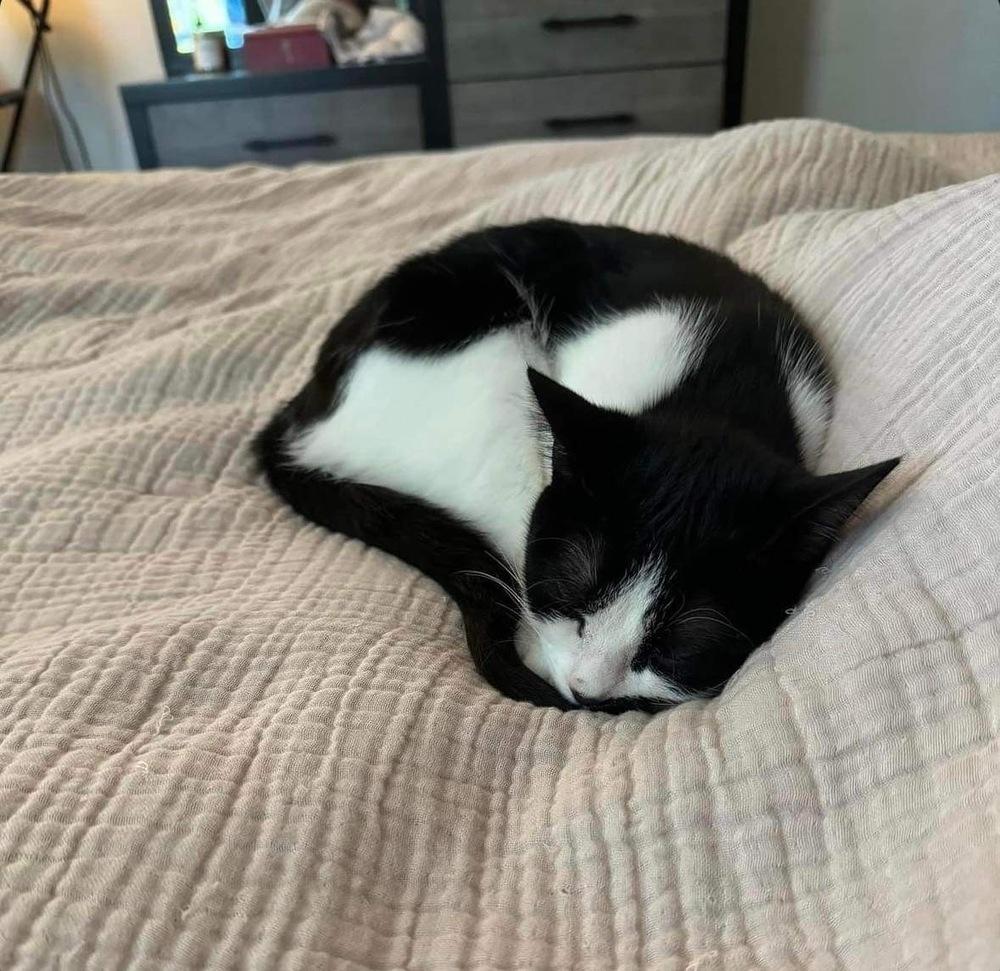 Enlarge Suki, a Adoptable Domestic Short Hair in Raleigh, NC image 6/6