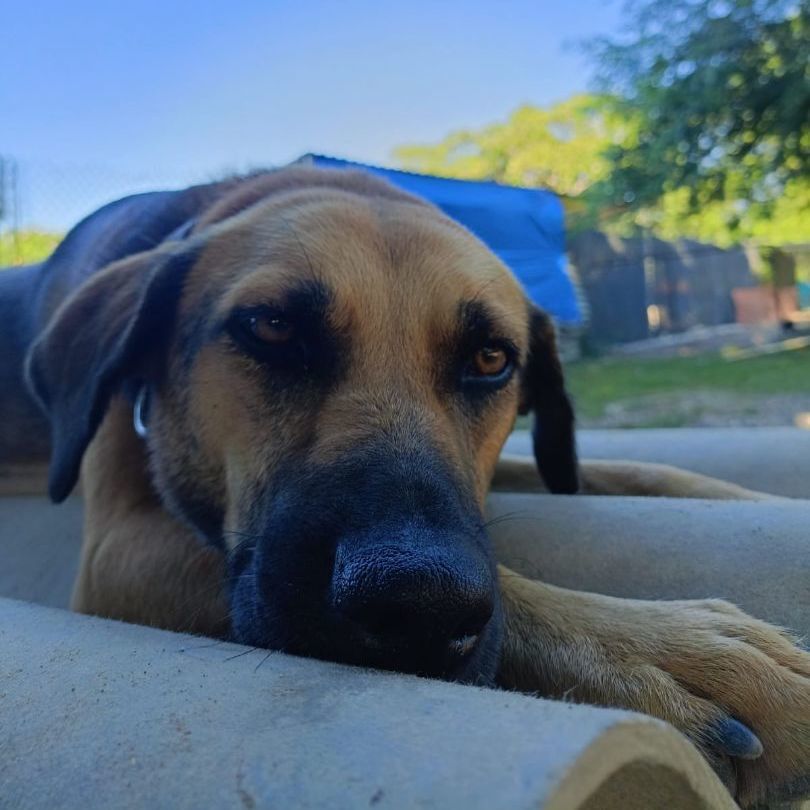 Vera, a Adopted mixed breed in San Jose, CA image 1/12