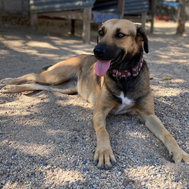 Vera, a Adopted mixed breed in San Jose, CA image 2/12