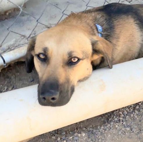 Vera, a Adopted mixed breed in San Jose, CA image 3/12