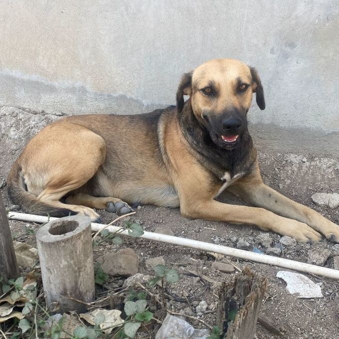 Vera, a Adopted mixed breed in San Jose, CA image 4/12