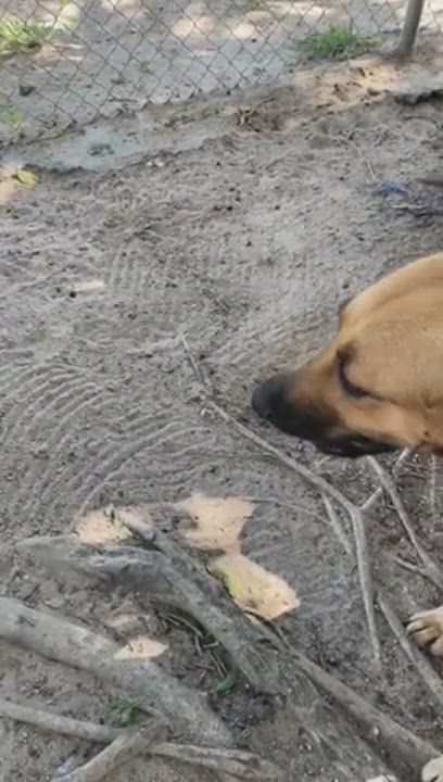 Enlarge Vera, a Adopted mixed breed in San Jose, CA video 12/12