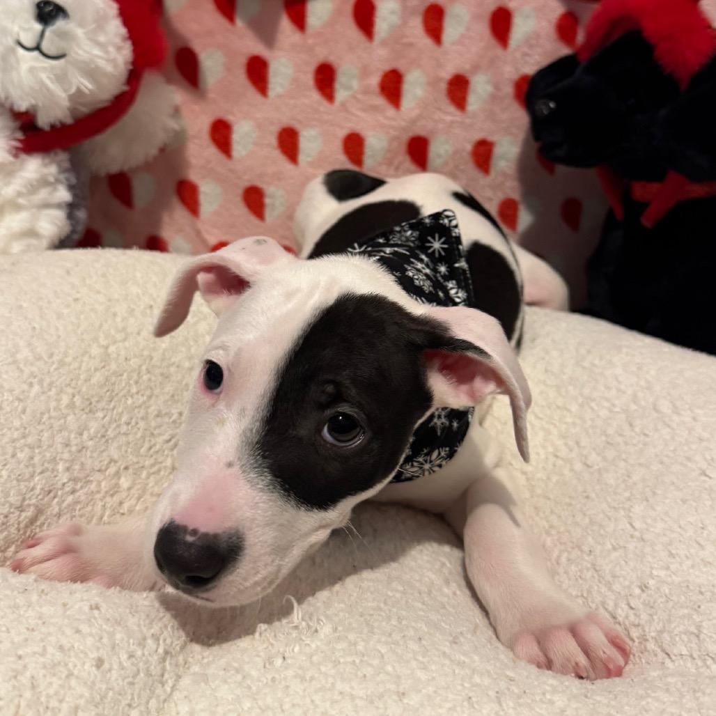 Arrow (Valentine's Litter), Adoptable, Puppy Female Greyhound & Catahoula Leopard Dog.