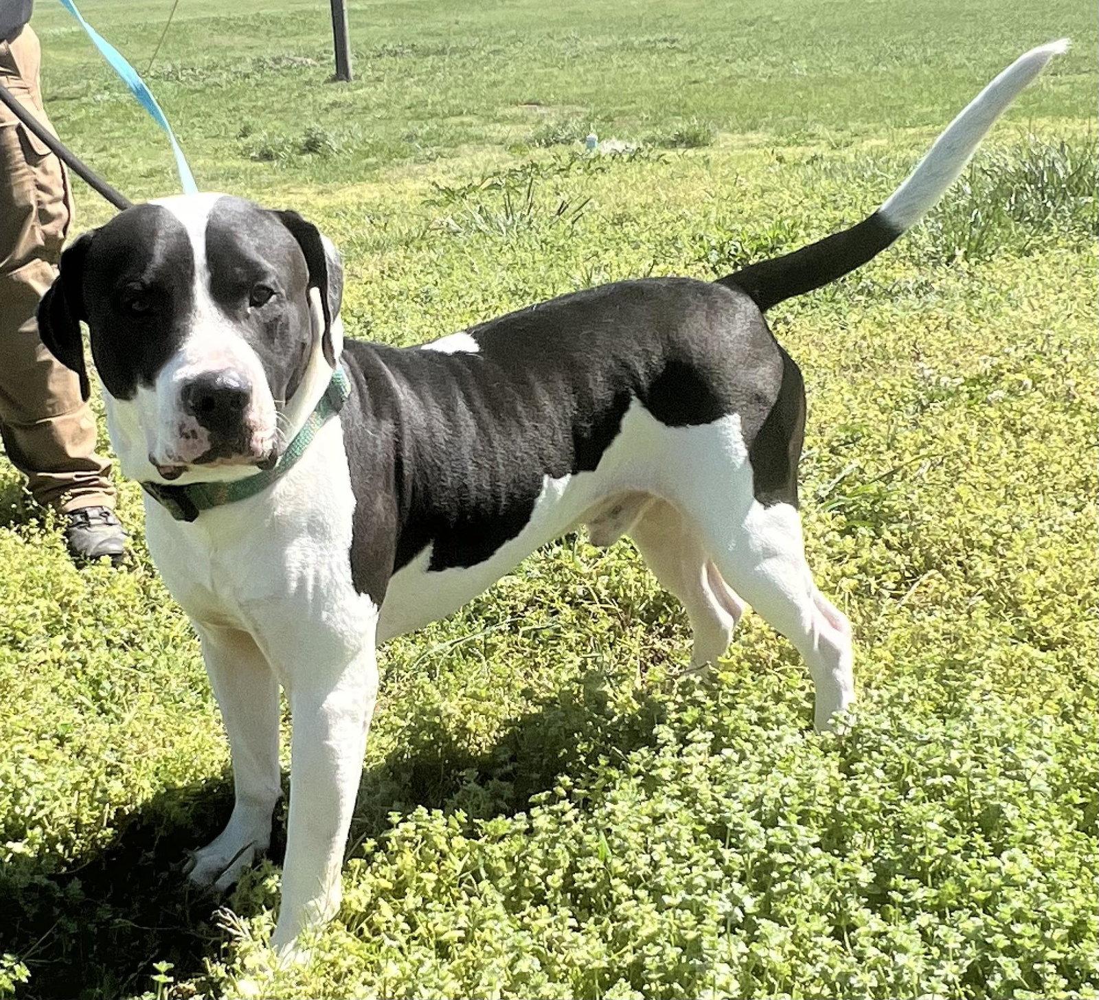 Rocko, Adoptable, Adult Male American Bulldog.