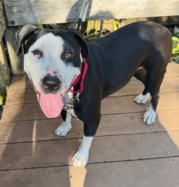 NOIRE, Adoptable, Adult Male Mixed Breed.