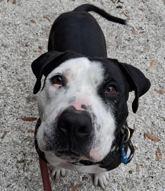 BUBBA, Adoptable, Adult Male Mixed Breed.