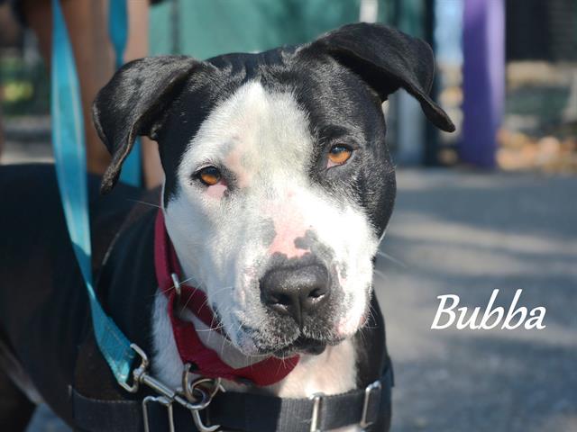 BUBBA, Adoptable, Adult Male Mixed Breed.