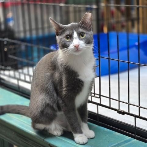 Enlarge Mallory, a Adoptable Domestic Short Hair in East Amherst, NY image 2/6