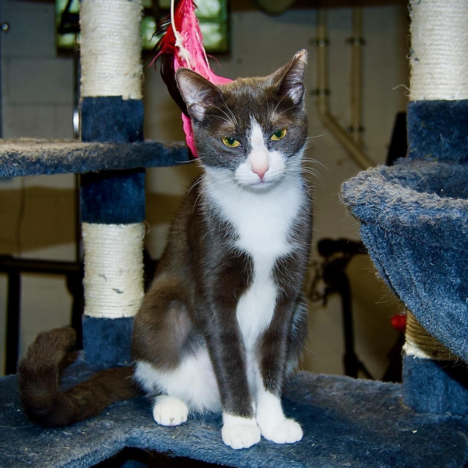 Enlarge Mallory, a Adoptable Domestic Short Hair in East Amherst, NY image 5/6
