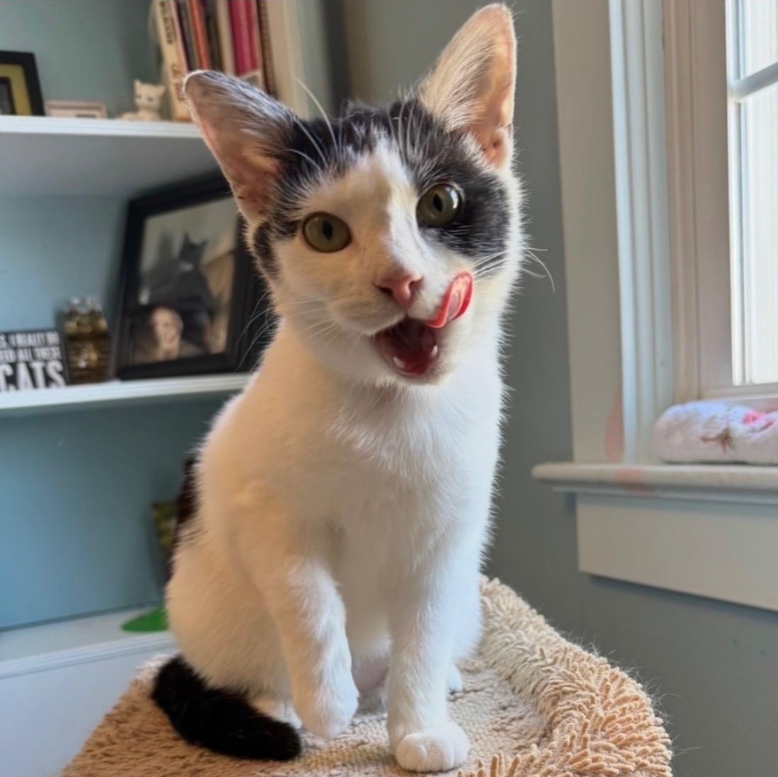 Enlarge Merry, a Adoptable Domestic Short Hair in East Amherst, NY image 1/6