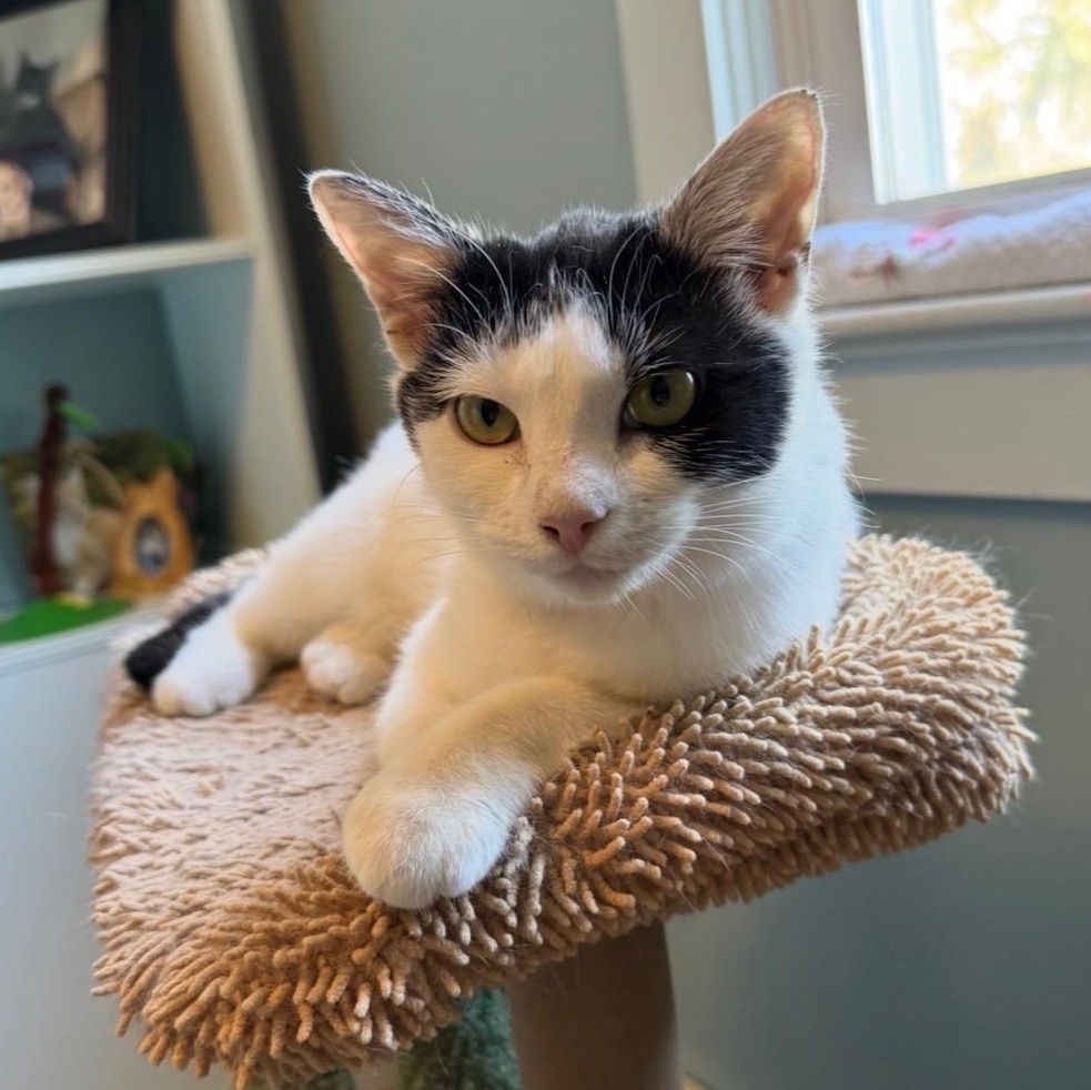 Enlarge Merry, a Adoptable Domestic Short Hair in East Amherst, NY image 2/6