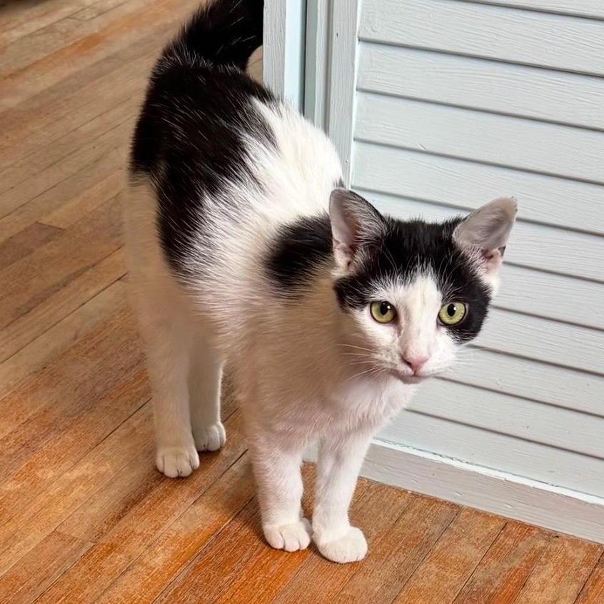 Enlarge Merry, a Adoptable Domestic Short Hair in East Amherst, NY image 3/6