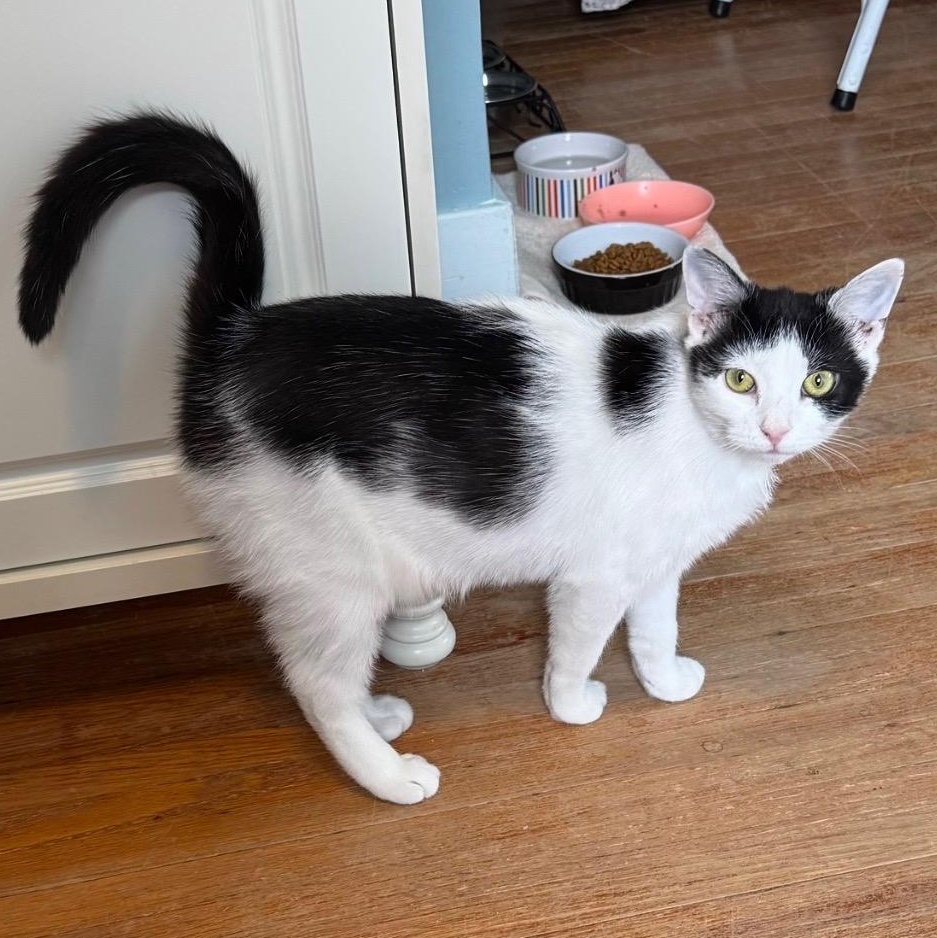 Enlarge Merry, a Adoptable Domestic Short Hair in East Amherst, NY image 4/6