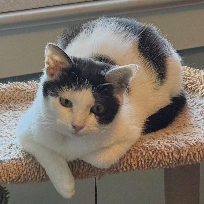 Enlarge Merry, a Adoptable Domestic Short Hair in East Amherst, NY image 6/6