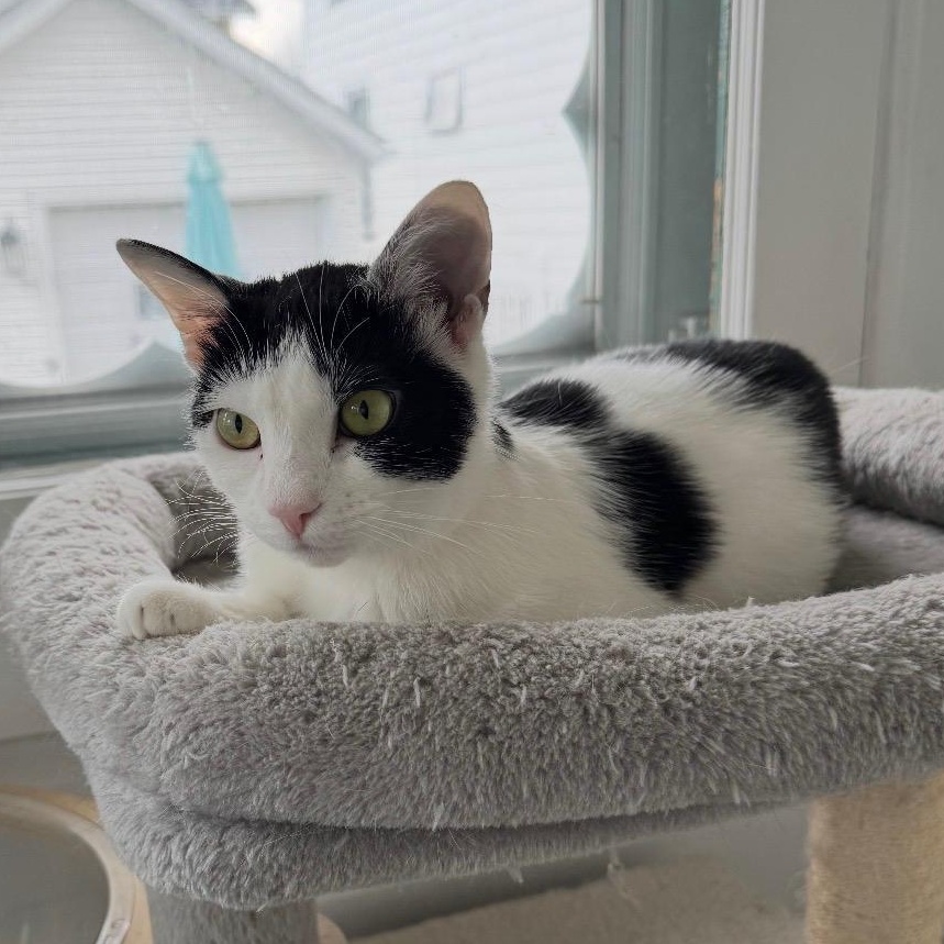 Enlarge Merry, a Adoptable Domestic Short Hair in East Amherst, NY image 5/6