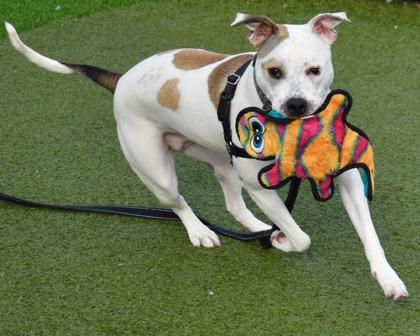 Enlarge Stella, a Adoptable mixed breed in West Seneca, NY image 3/3