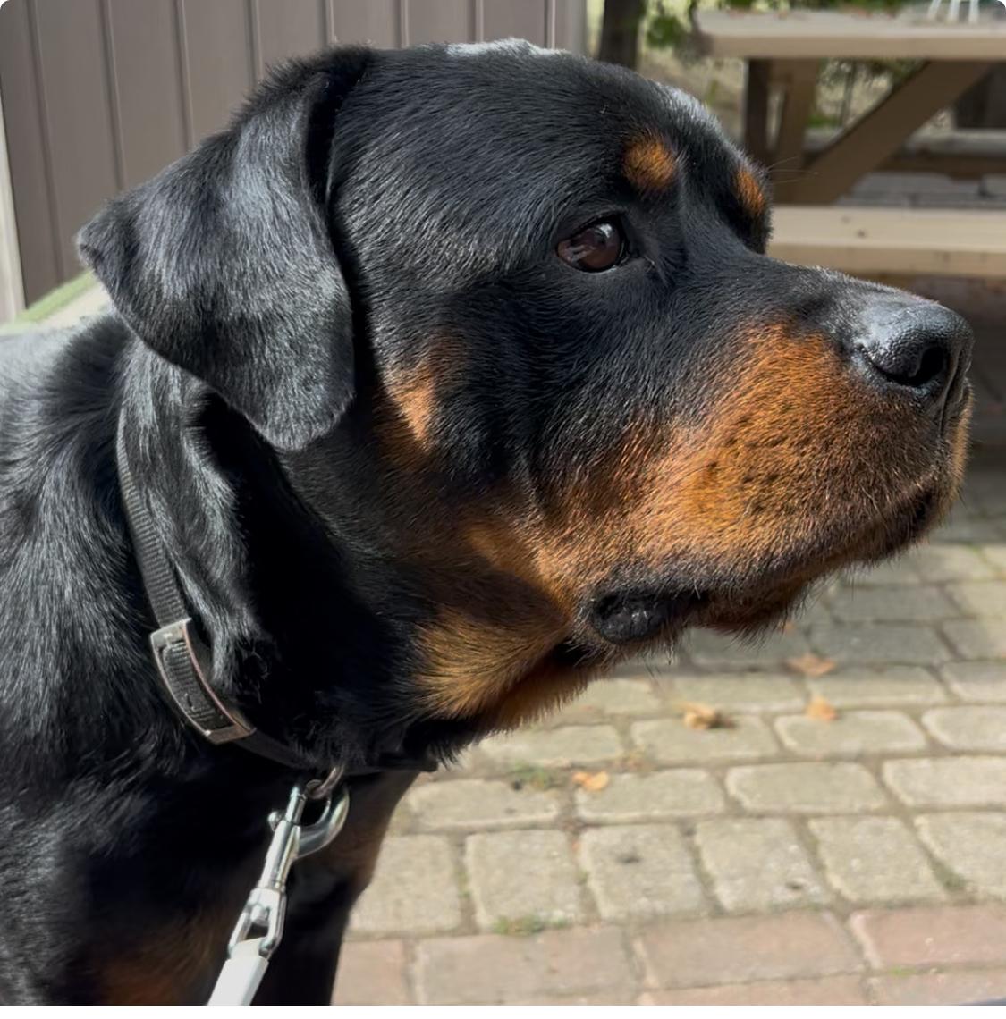 Vinny, Adopted, Young Male Rottweiler.