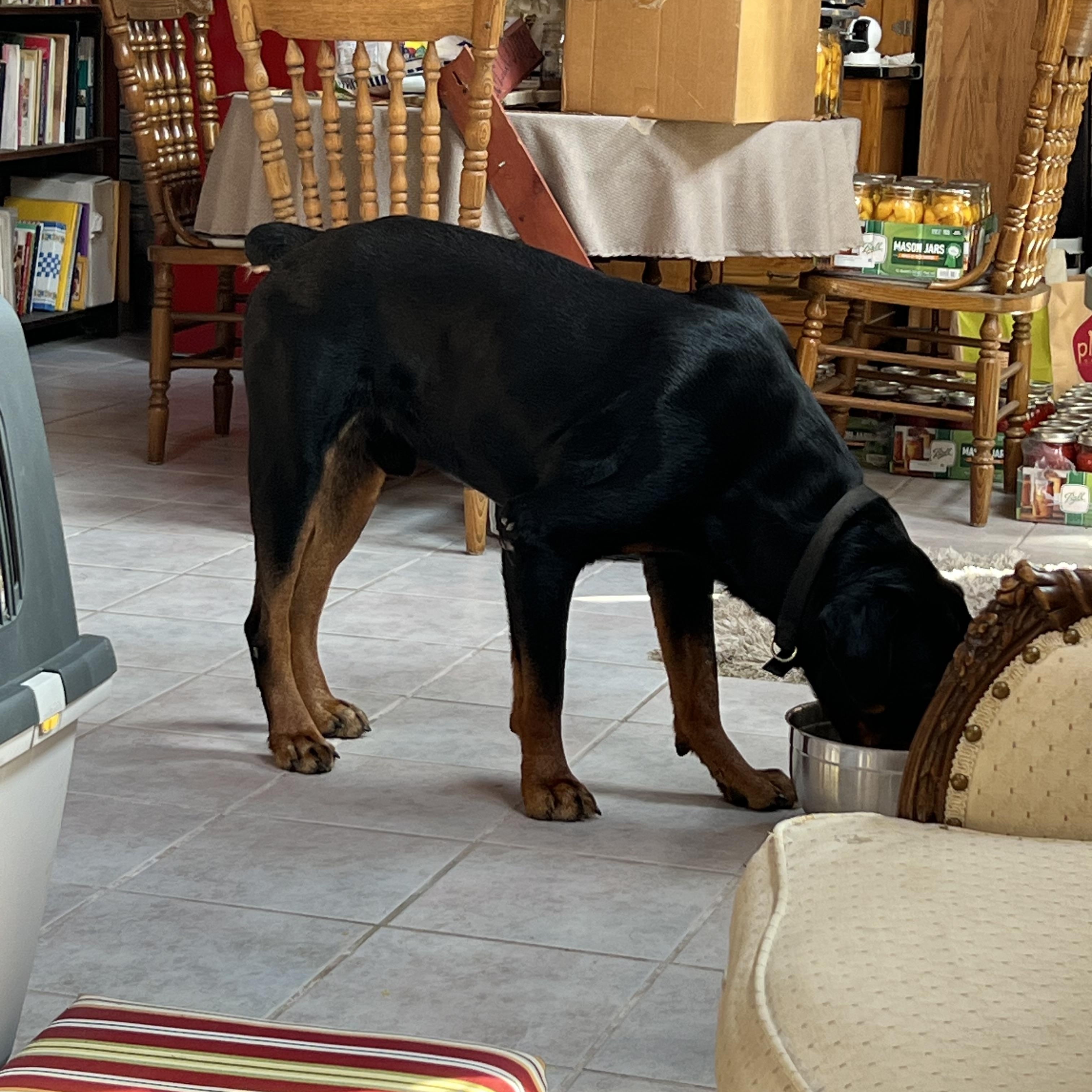 Enlarge Vinny, a Adopted Rottweiler in Riverview, MI image 2/6