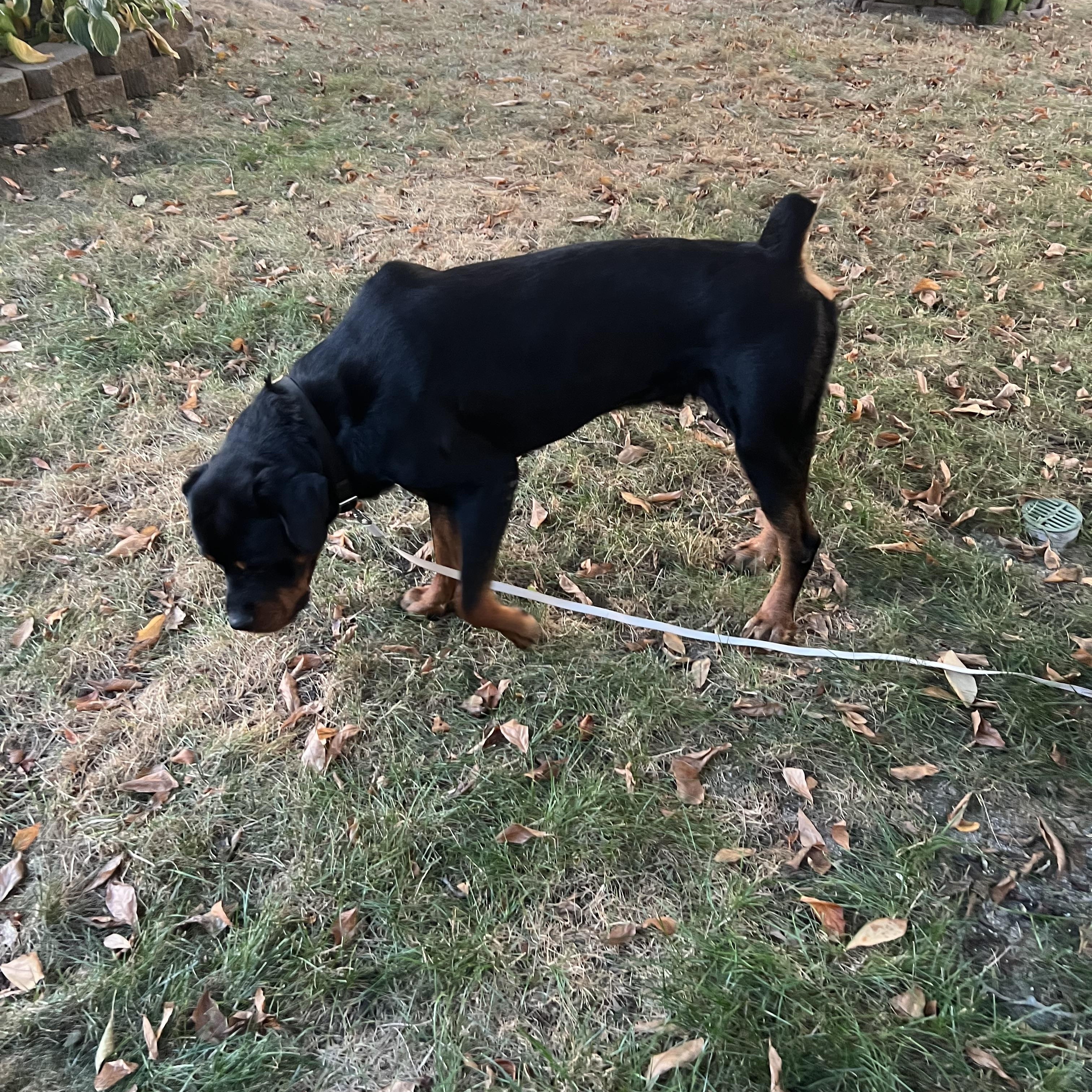 Enlarge Vinny, a Adopted Rottweiler in Riverview, MI image 3/6
