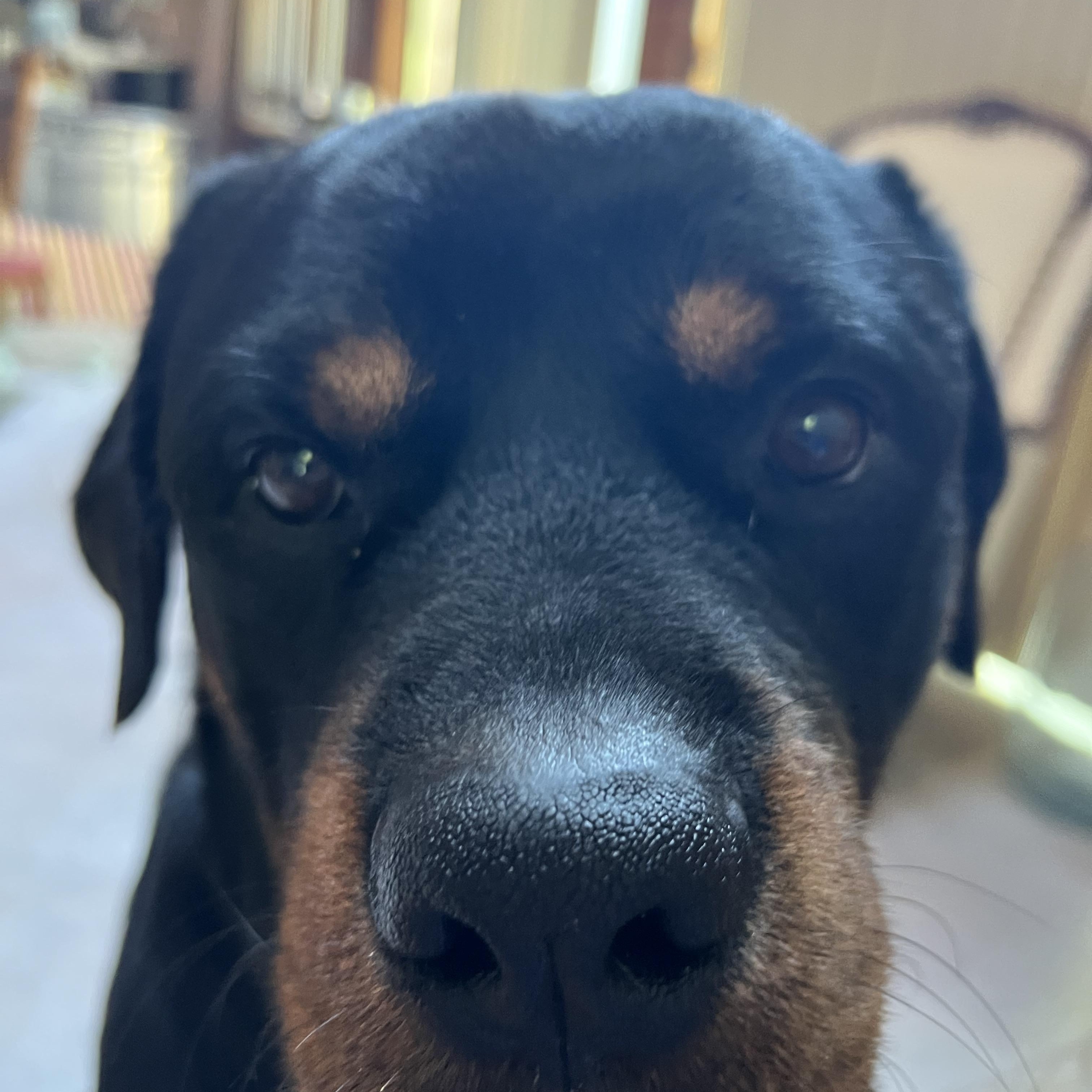 Vinny, Adopted, Young Male Rottweiler.
