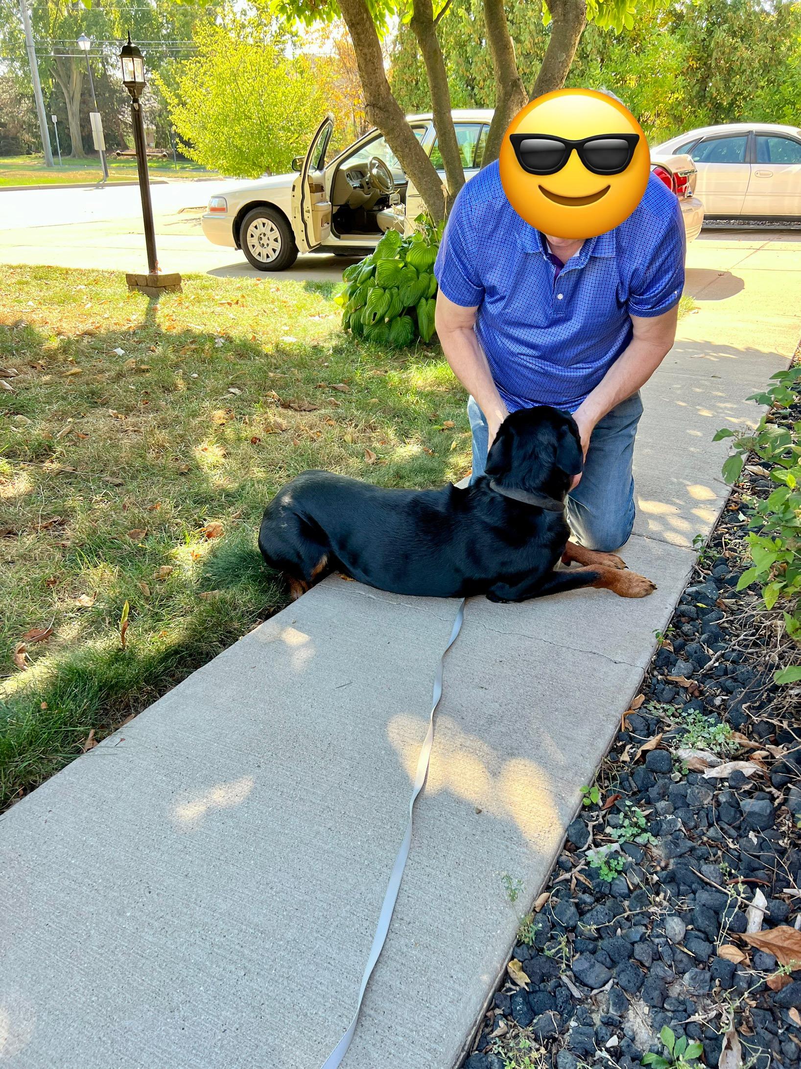 Enlarge Vinny, a Adopted Rottweiler in Riverview, MI image 6/6