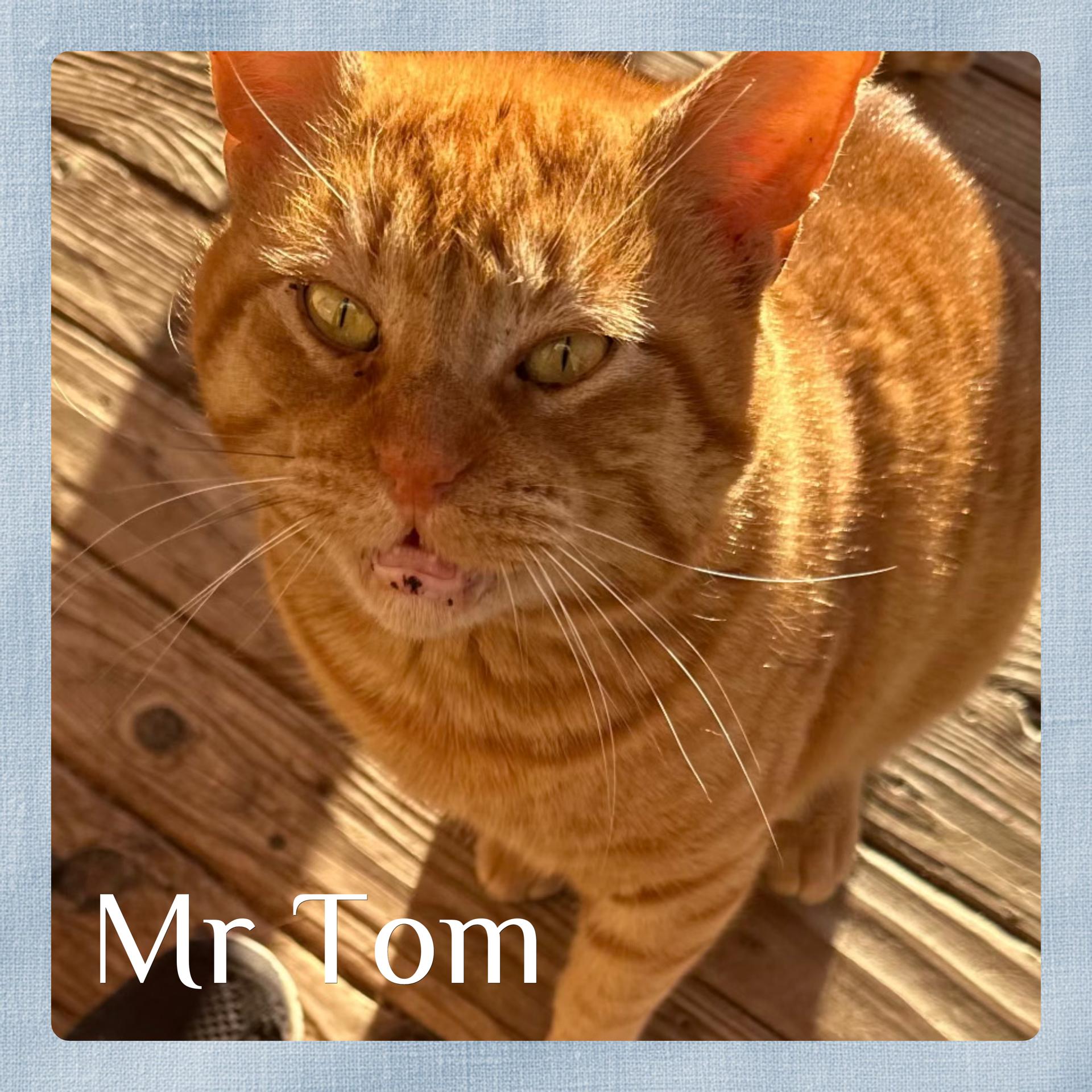 Enlarge MR TOM, an adopted Tabby in Lawton, OK image 1/1