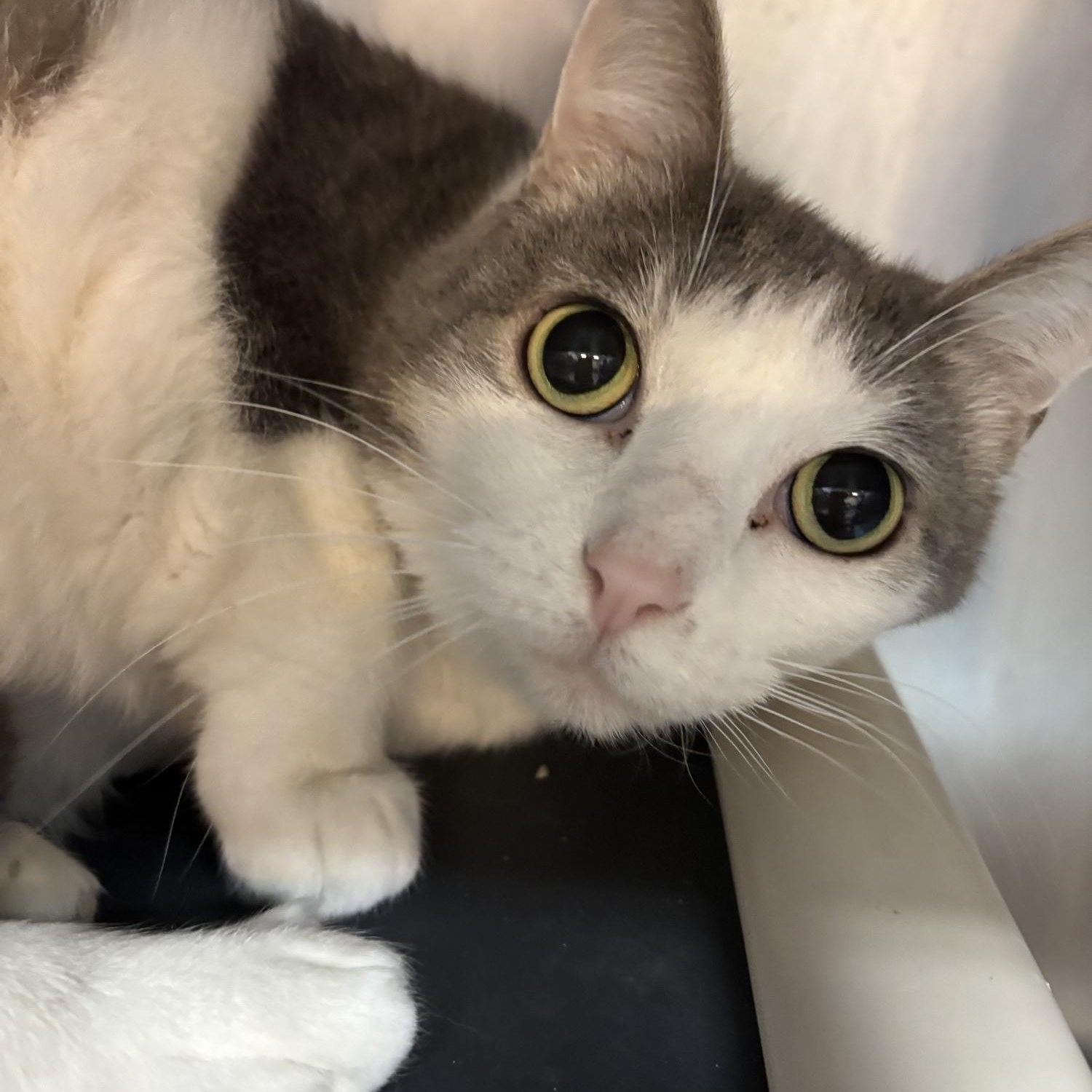 Jellybean, Adult Female Domestic Short Hair