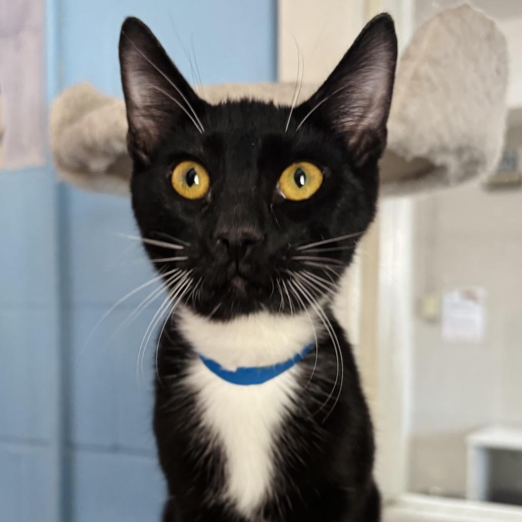 Finnian, Adoptable, Young Male Domestic Short Hair.