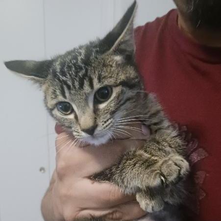 Pumpkin, Adoptable, Kitten Female Domestic Medium Hair.