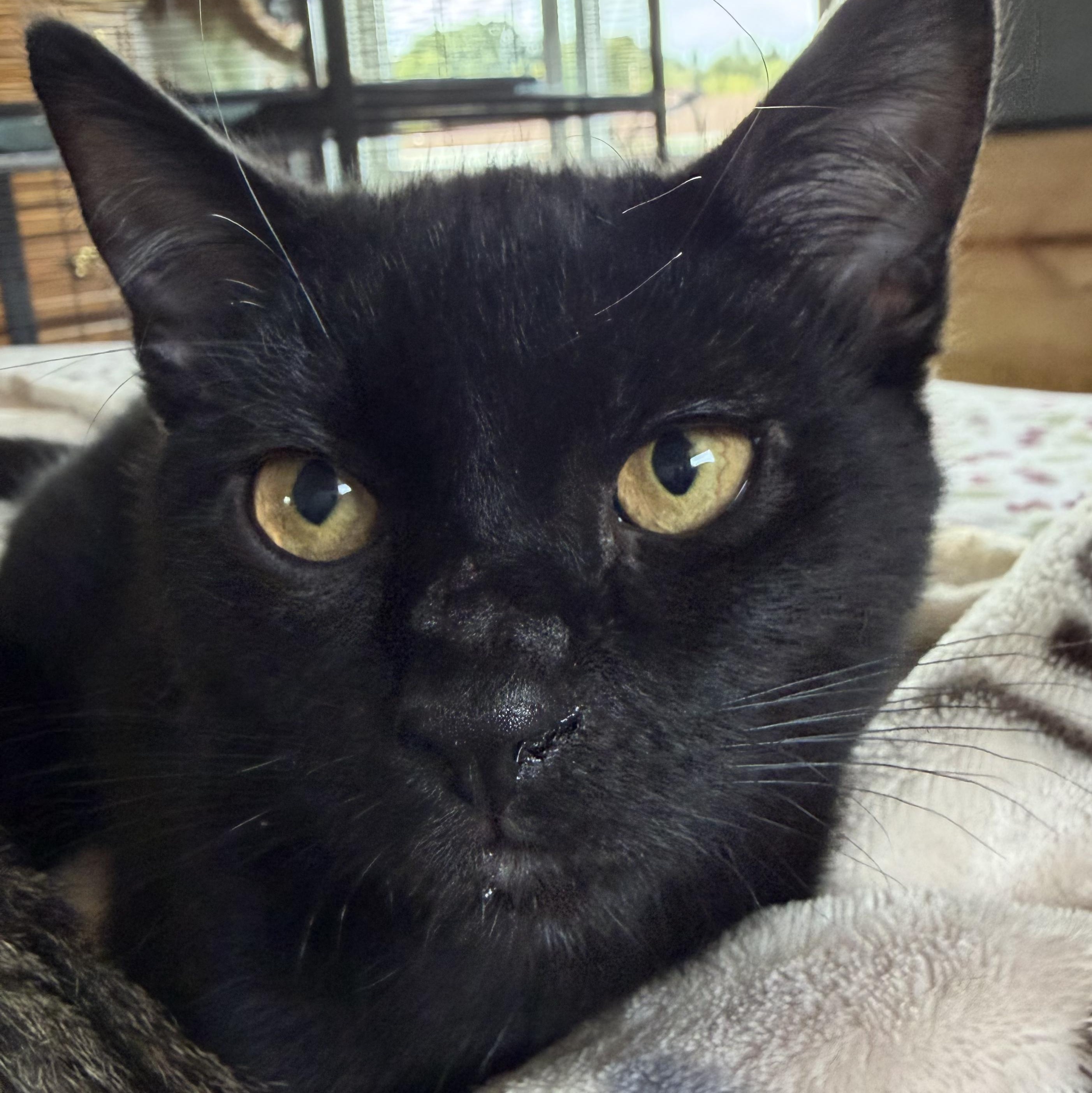 Enlarge Anchovy, a Adoptable Domestic Short Hair in North Huntingdon, PA image 2/4