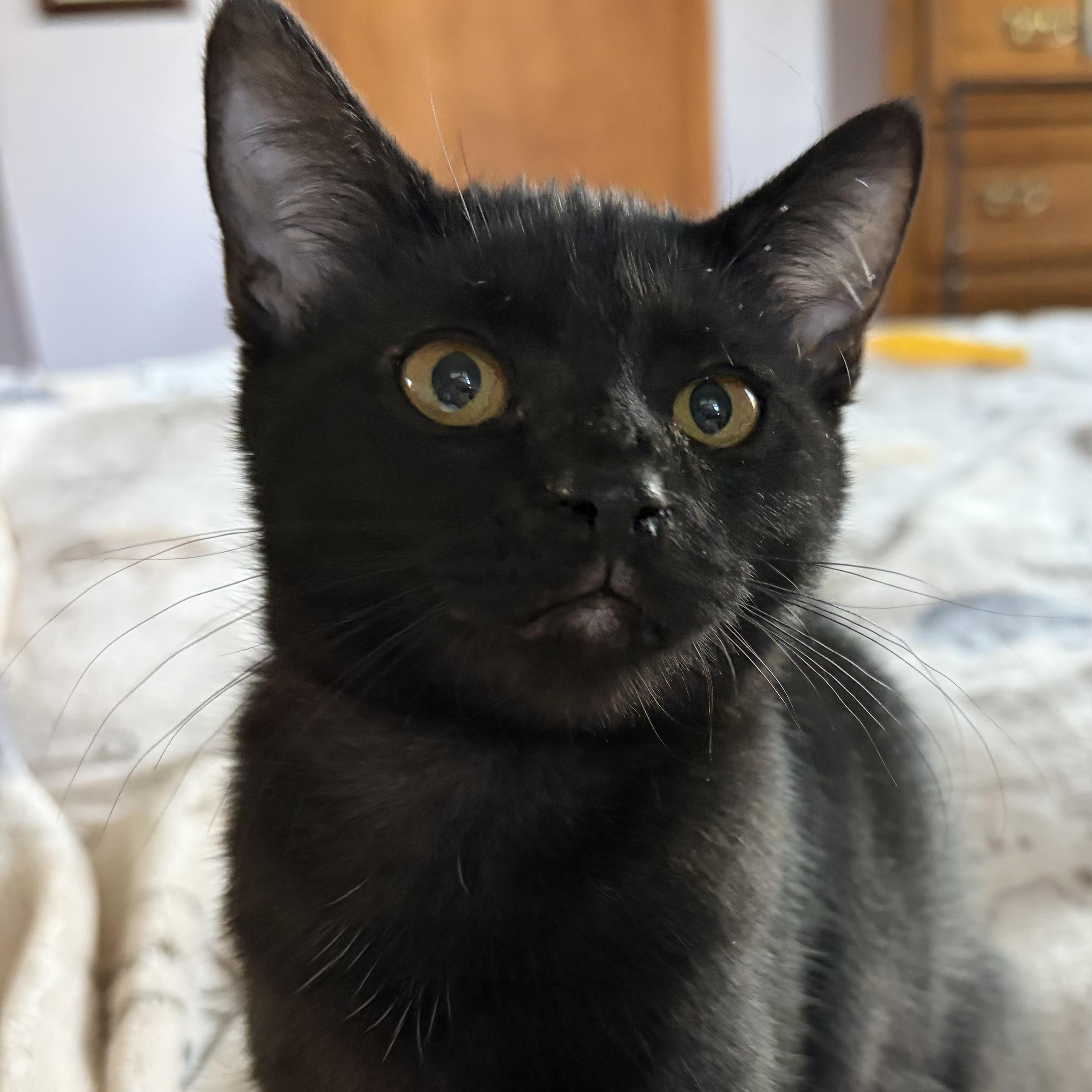 Enlarge Anchovy, a Adoptable Domestic Short Hair in North Huntingdon, PA image 3/4