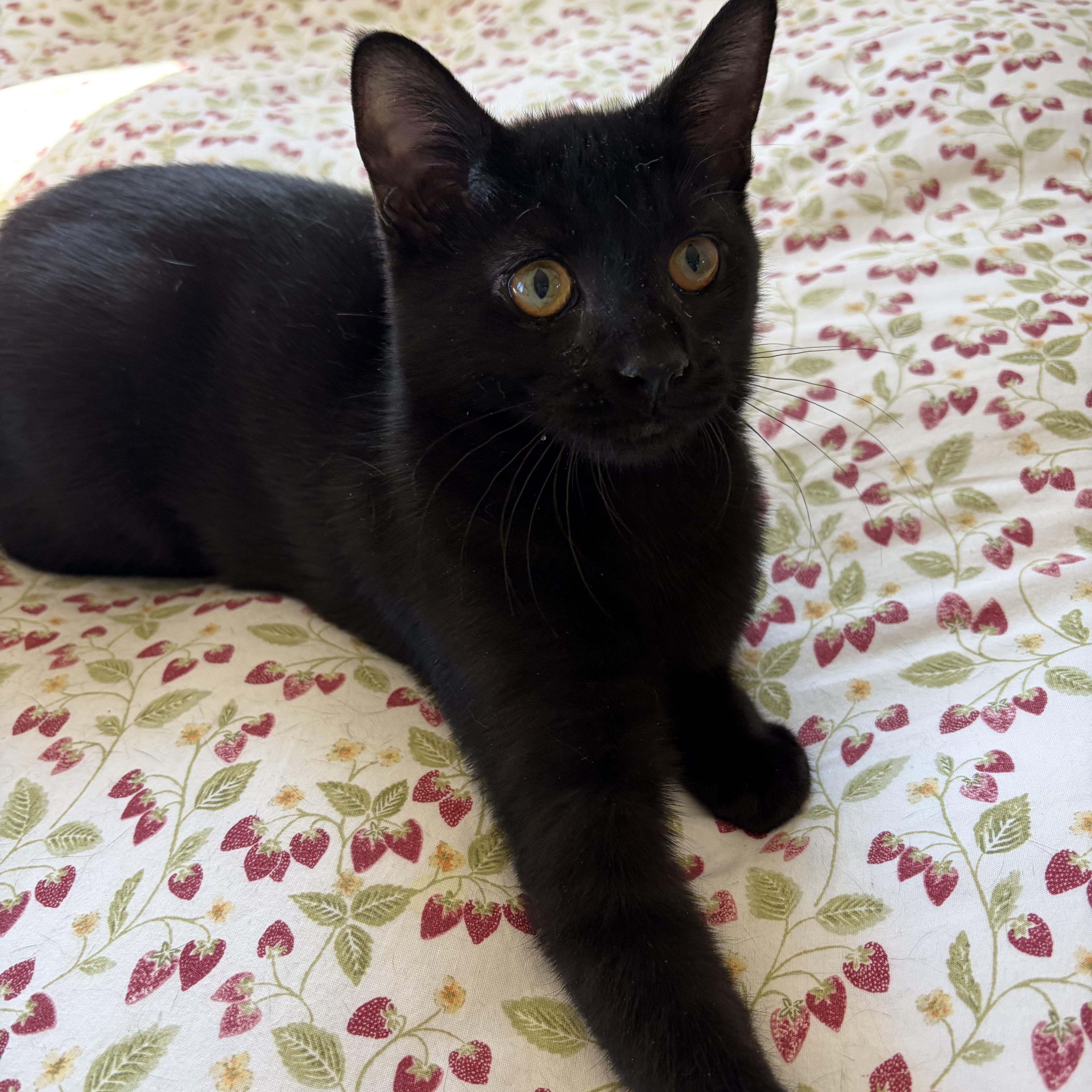 Enlarge Anchovy, a Adoptable Domestic Short Hair in North Huntingdon, PA image 1/4