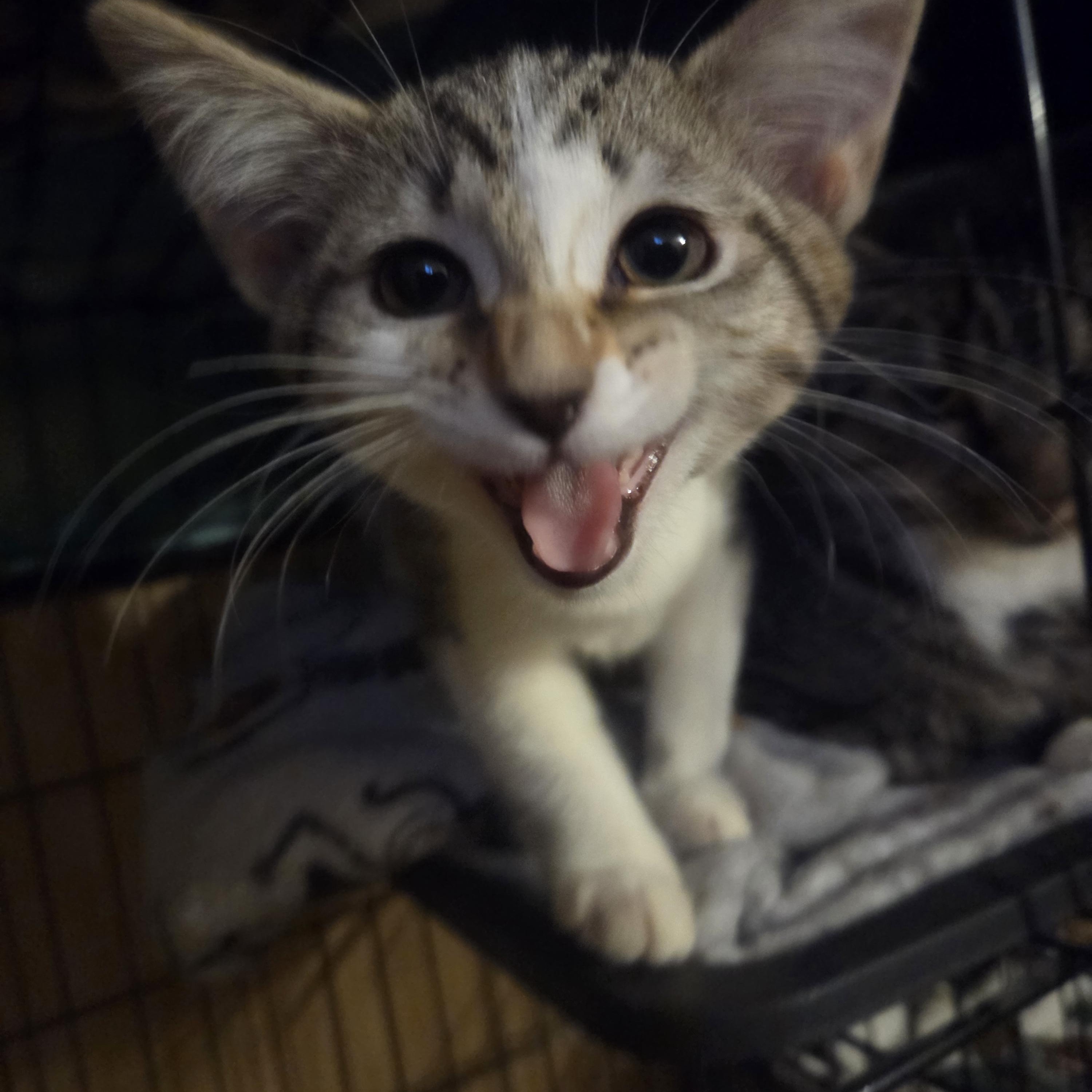 Ally, ADOPTABLE, Kitten Female Tabby.