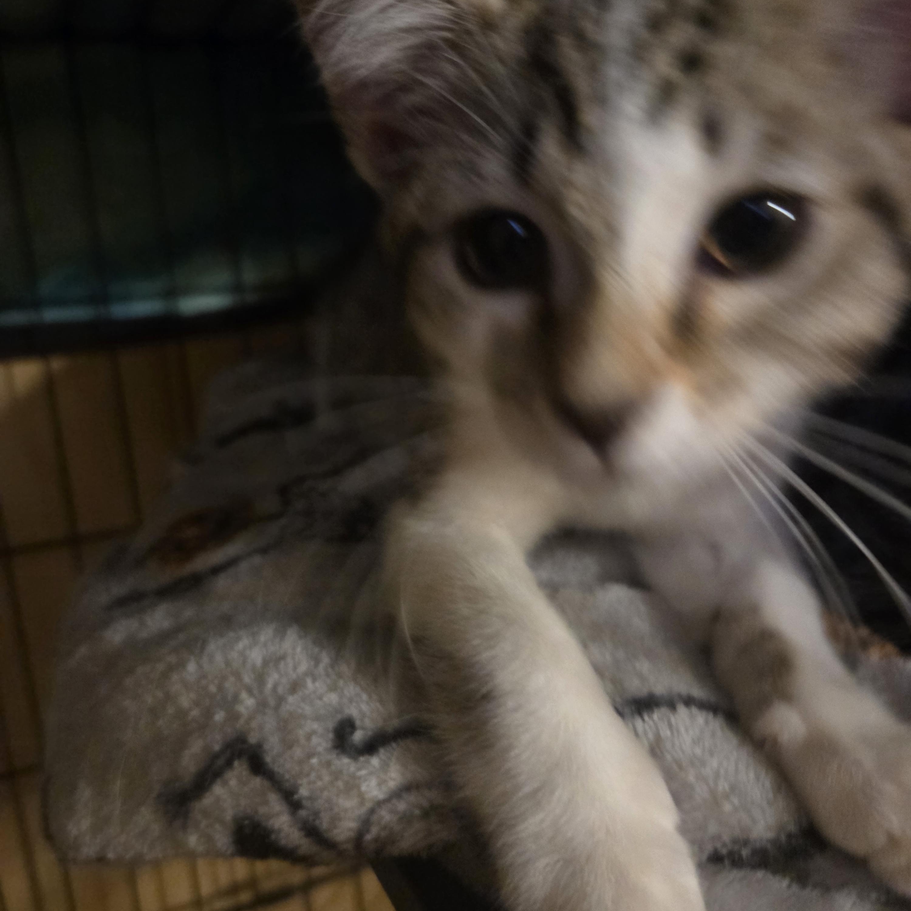 Enlarge Ally, a ADOPTABLE Tabby in Muncie, IN image 2/2