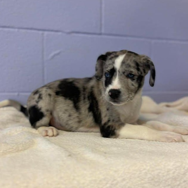 Enlarge Merle Haggard, a ADOPTABLE mixed breed in Bardstown, KY image 4/6