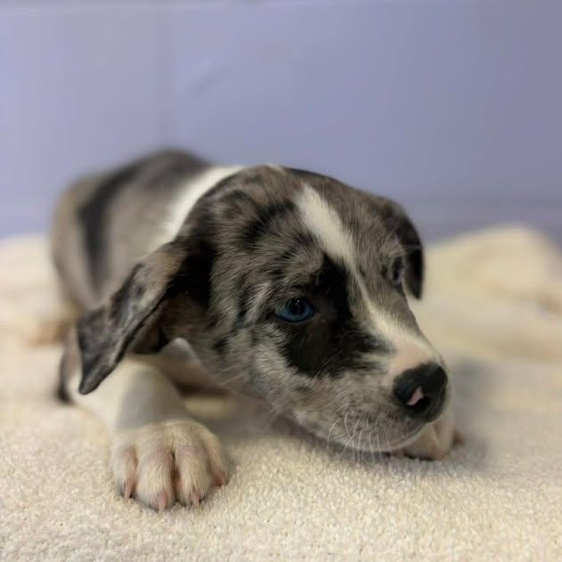 Enlarge Merle Haggard, a ADOPTABLE mixed breed in Bardstown, KY image 5/6