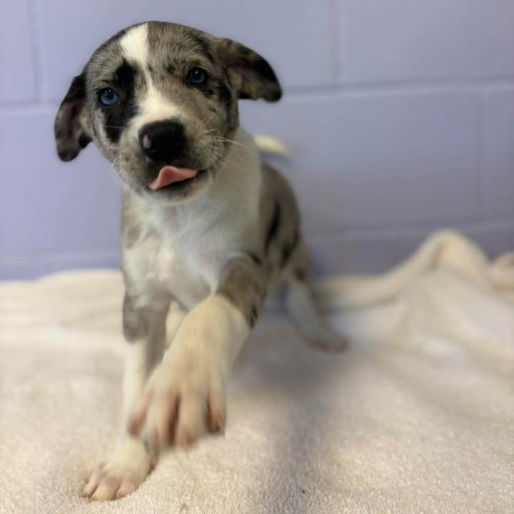 Enlarge Merle Haggard, a ADOPTABLE mixed breed in Bardstown, KY image 3/6