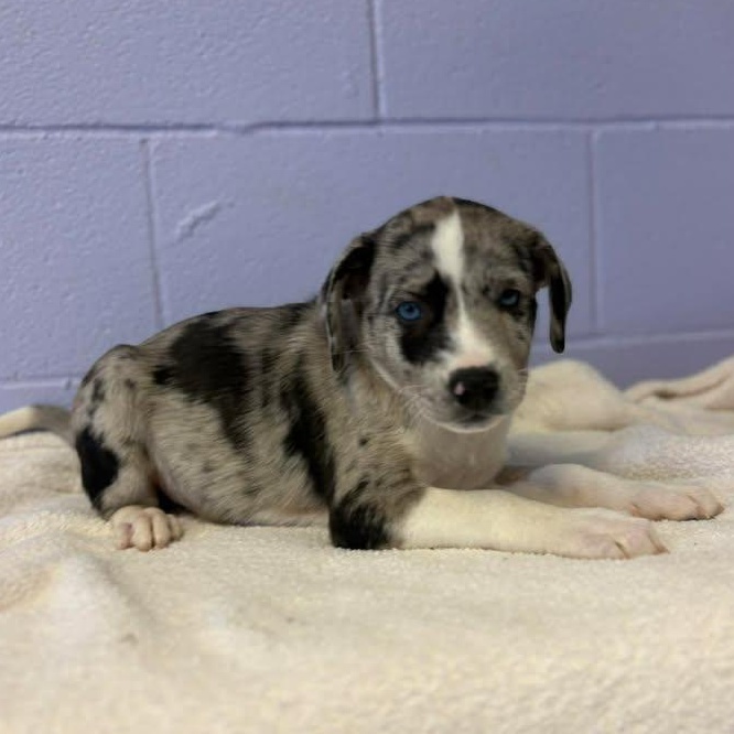 Enlarge Merle Haggard, a ADOPTABLE mixed breed in Bardstown, KY image 2/6