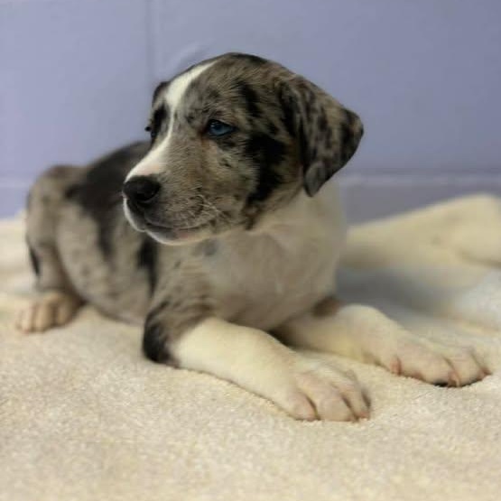 Enlarge Merle Haggard, a ADOPTABLE mixed breed in Bardstown, KY image 6/6