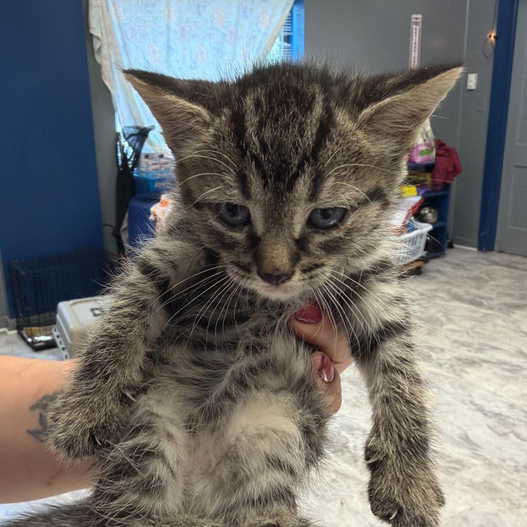 Donna, Adoptable, Kitten Female Domestic Short Hair.