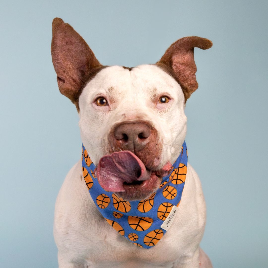 Drax, Adoptable, Senior Male American Bulldog.