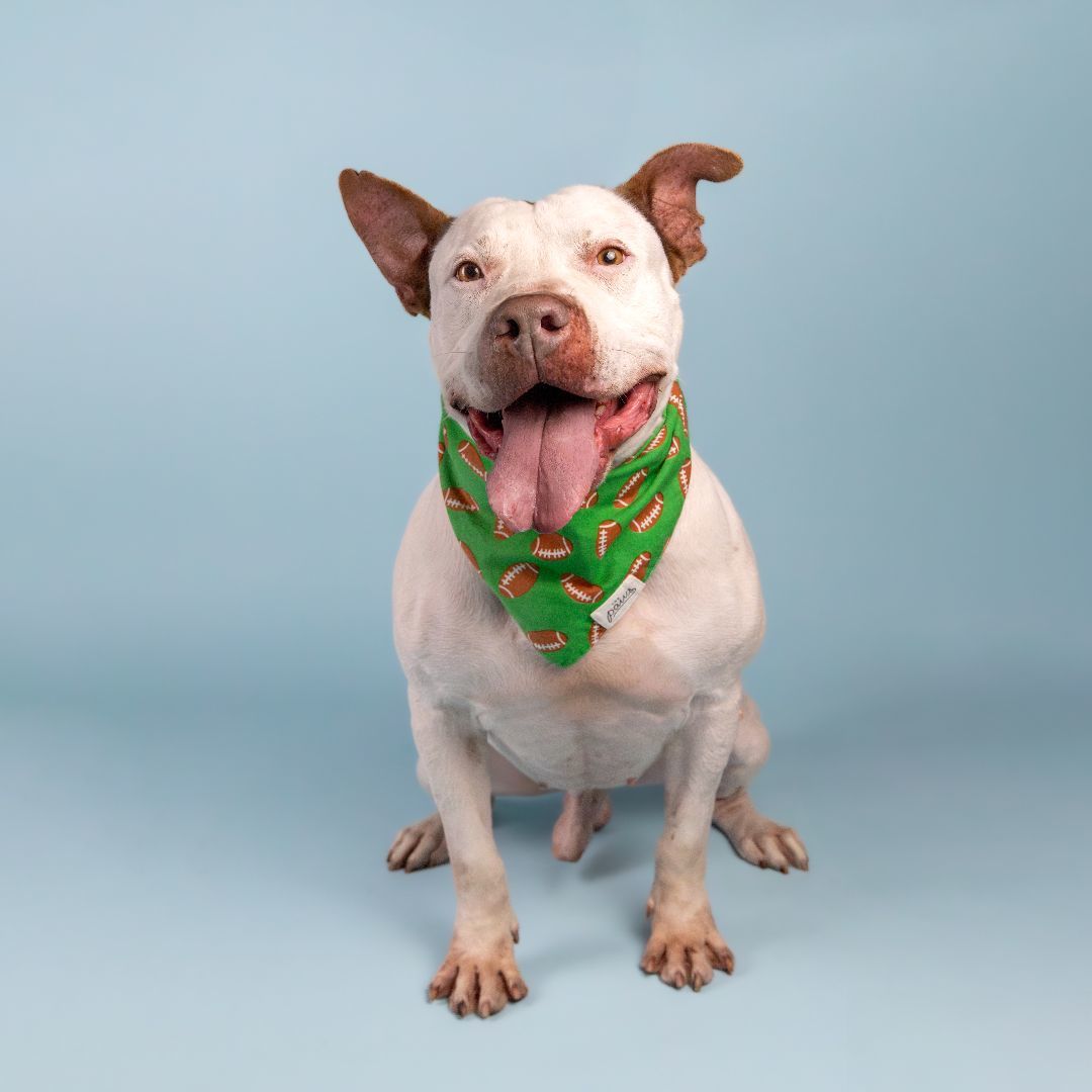 Enlarge Drax, a Adoptable mixed breed in Bellevue, WA image 5/7