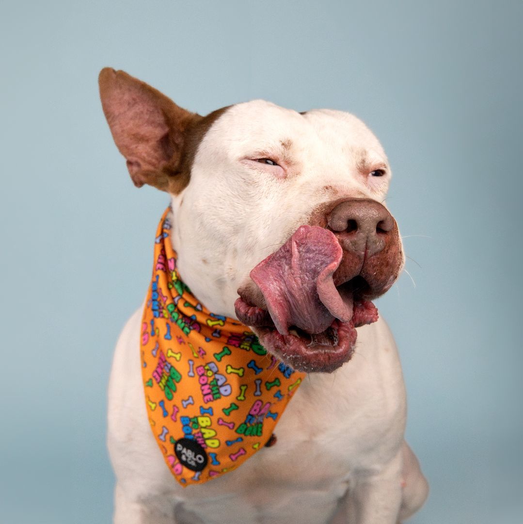 Enlarge Drax, a Adoptable mixed breed in Bellevue, WA image 6/7