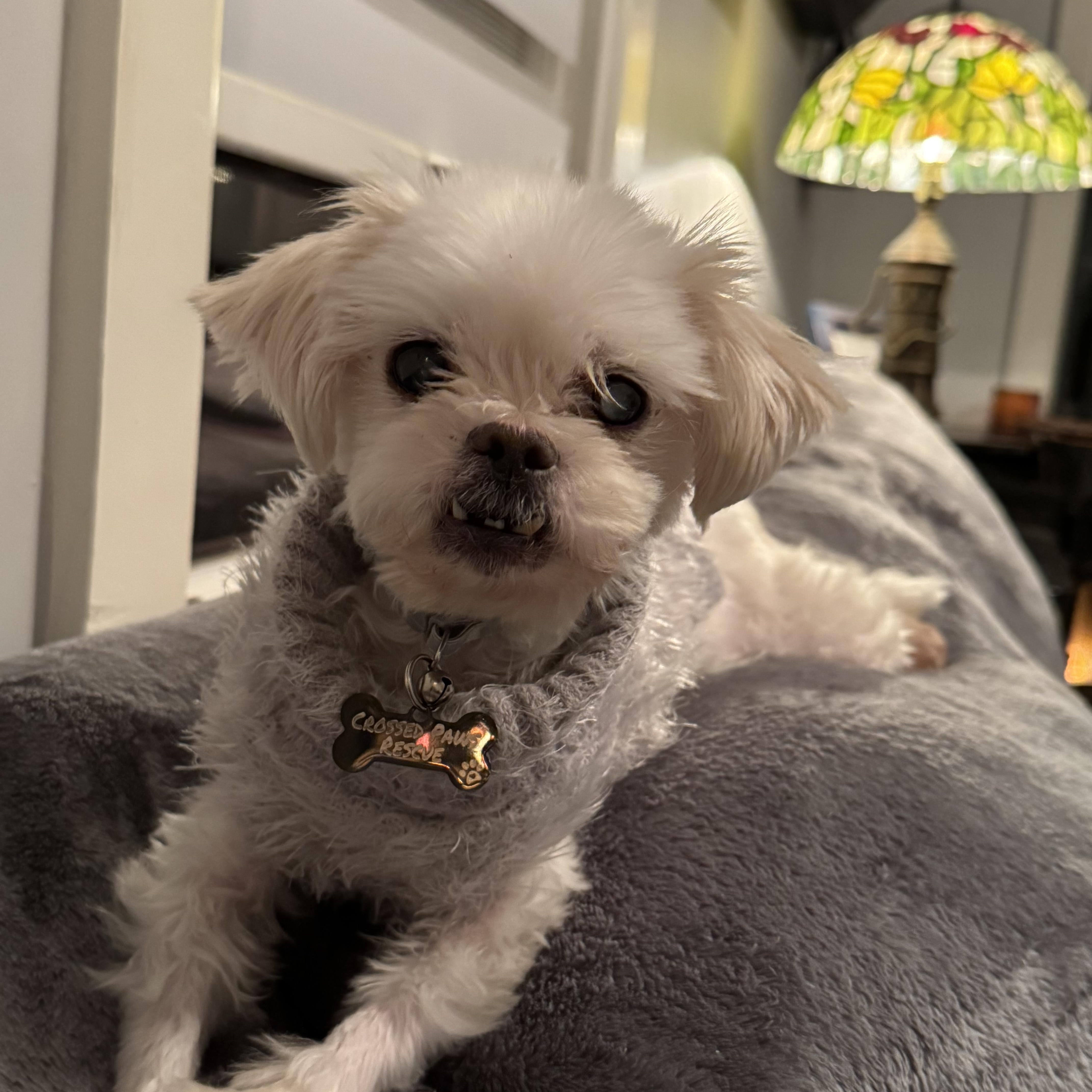 Enlarge Sabrina, a Adopted Maltese in Phillipsburg, NJ image 2/4